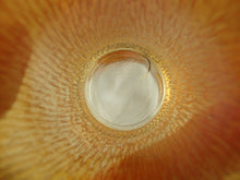 Load image into Gallery viewer, Vintage Jeanette Glass Marigold Carnival Treebark Beverage Pitcher with Lid and Eight Glasses Set