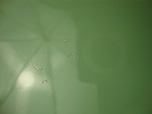 Load image into Gallery viewer, Vintage Unmarked Fire King Jadeite Jane Ray Oval Serving Platter