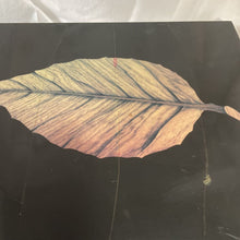 Load image into Gallery viewer, Humidor, Lacquer Finish with Leaf