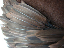 Load image into Gallery viewer, Retro 1950's Womens Dark Brown Velvet and Feather Hat
